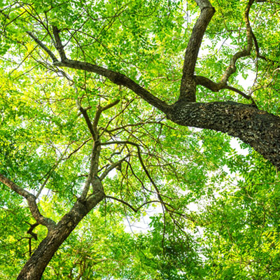 detección de tormentas en parques naturales y bosques